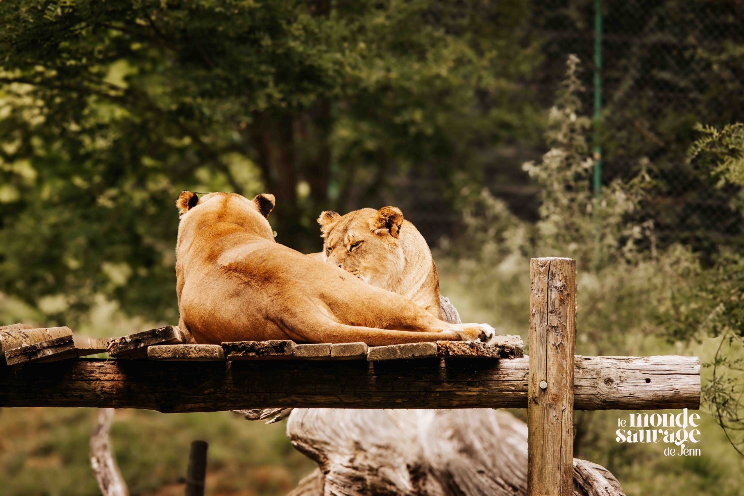 Lions du Parc de l'Auxois