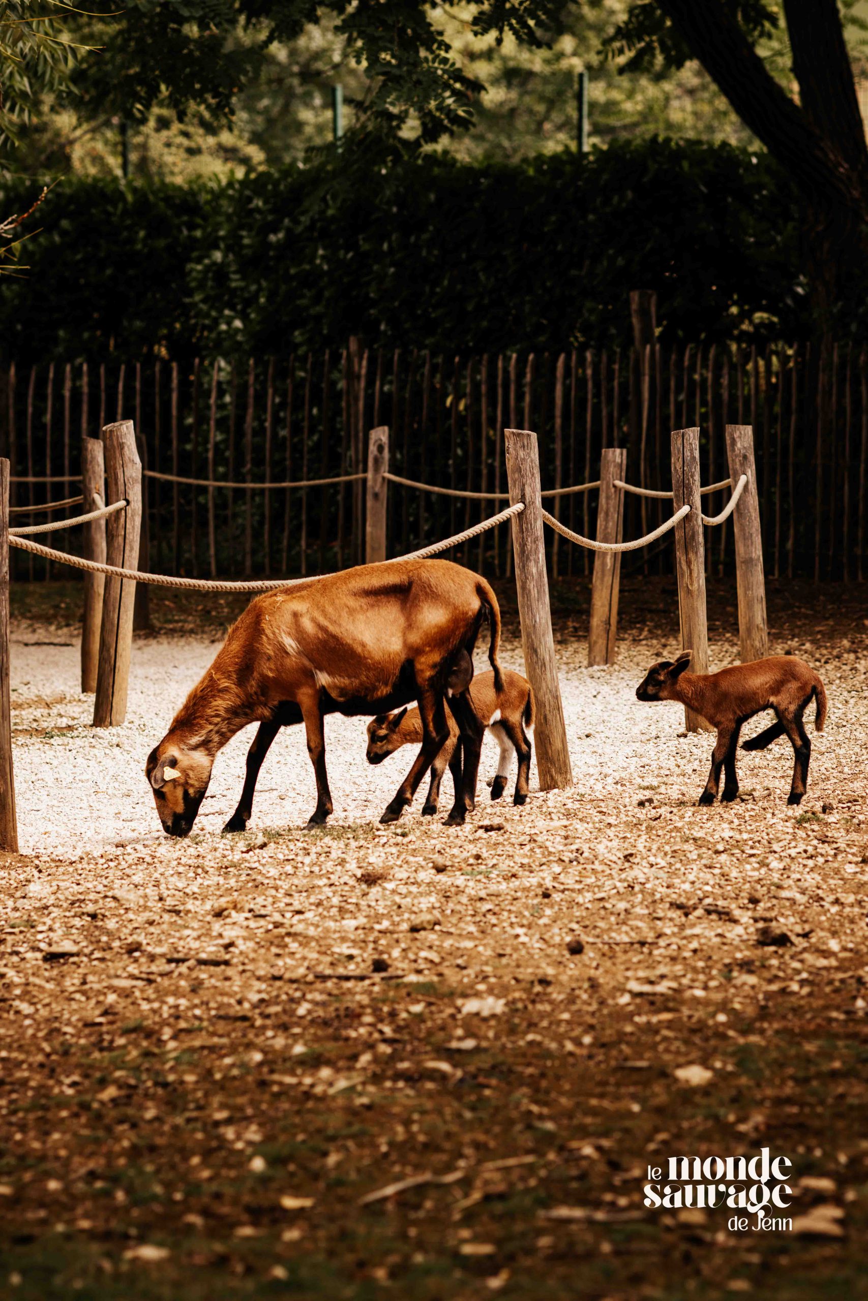 parc-auxois-bourgogne