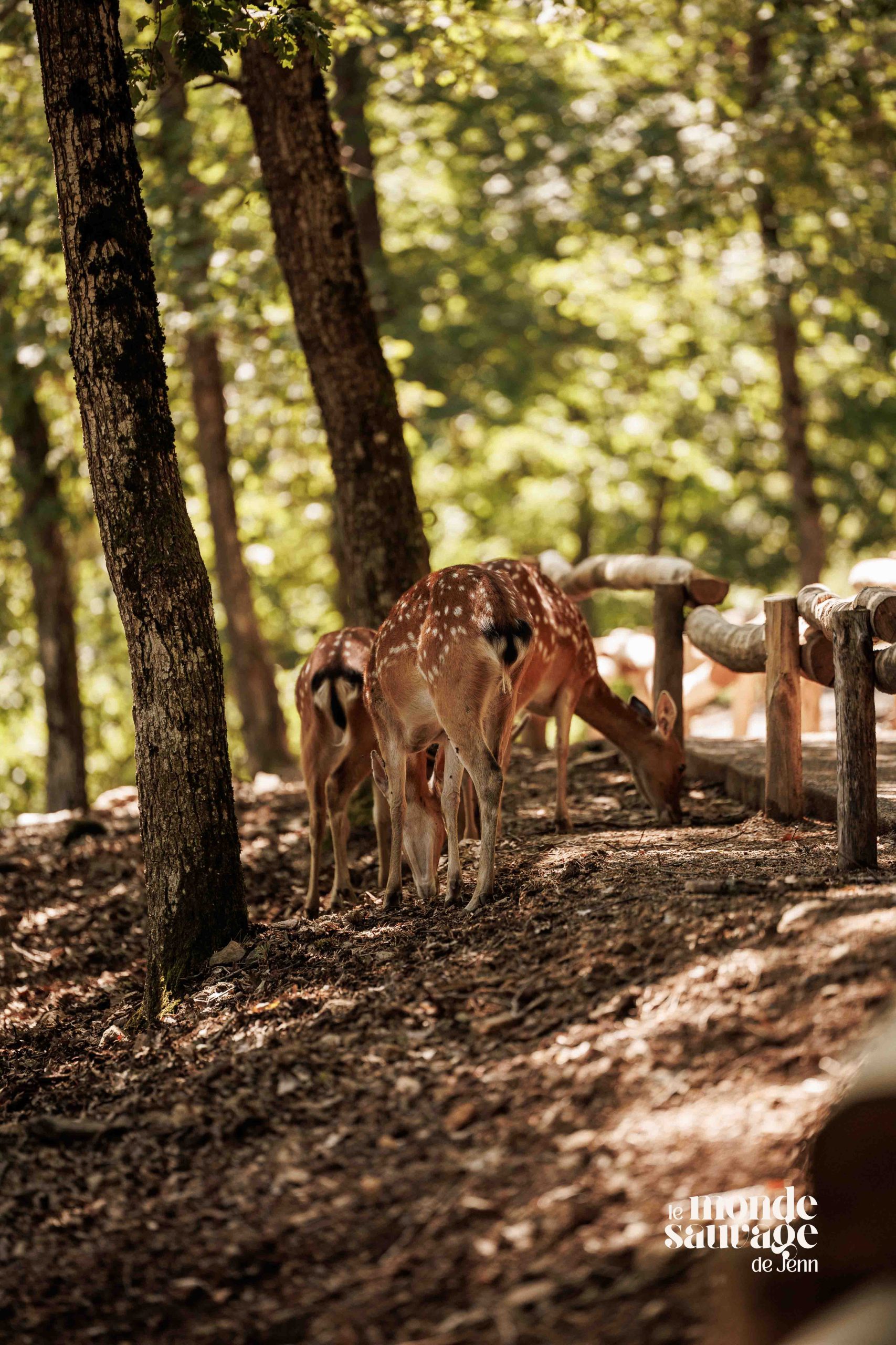Voyage dans les Ères au Parc Animalier d'Auvergne