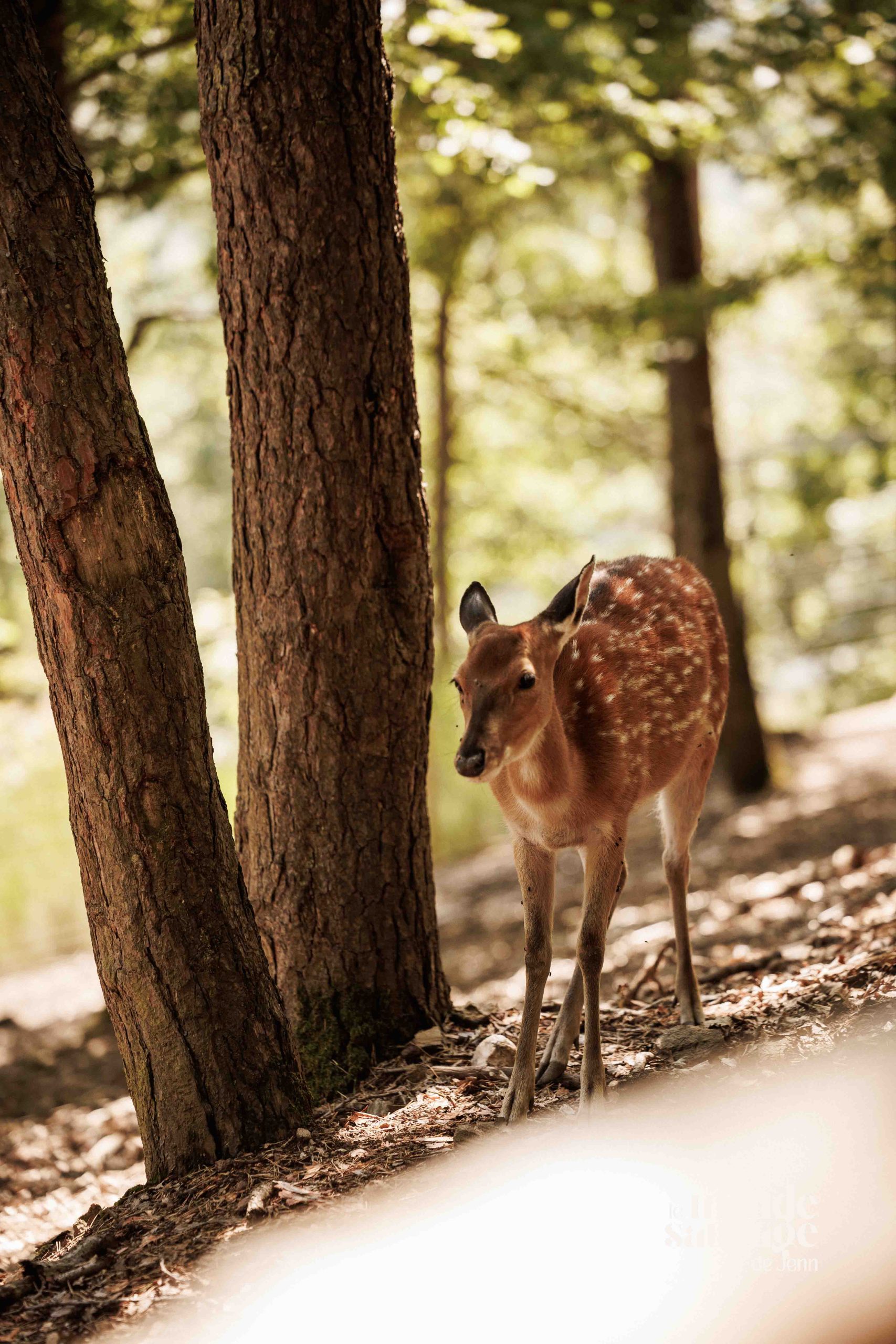 Voyage dans les Ères au Parc Animalier d'Auvergne