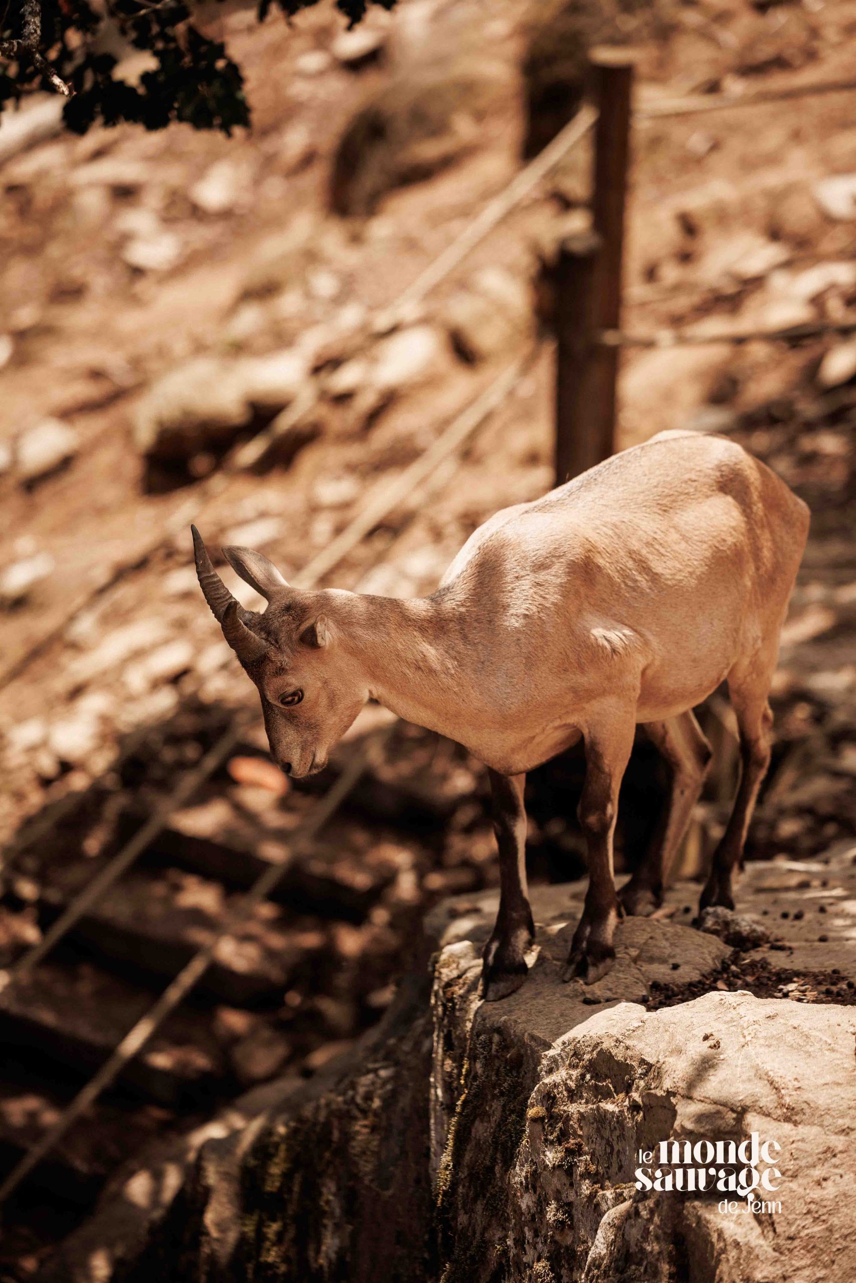 Parc Animalier d'Auvergne lors de notre visite en famille