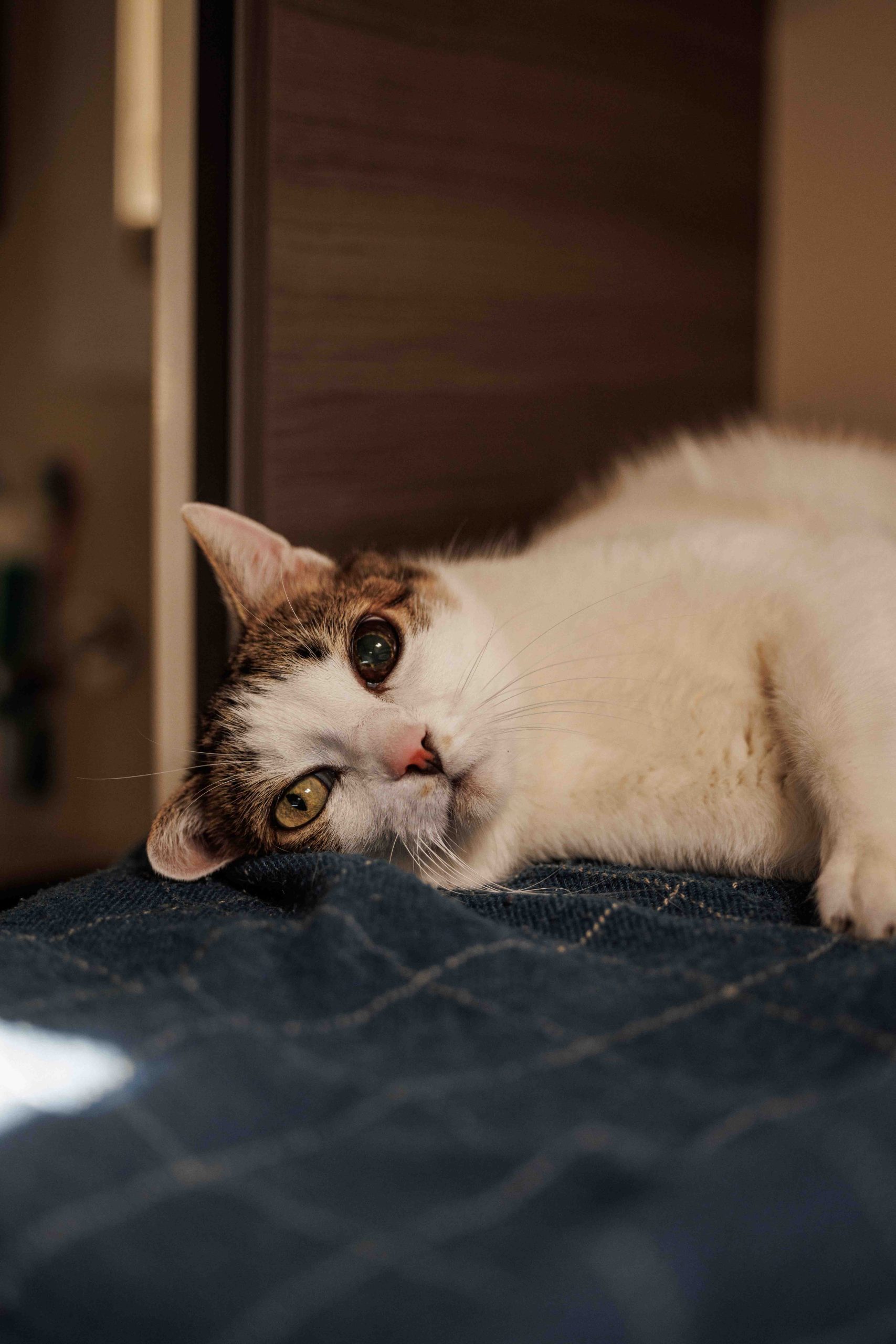 Notre chat installé dans le camping-car pendant nos déplacements